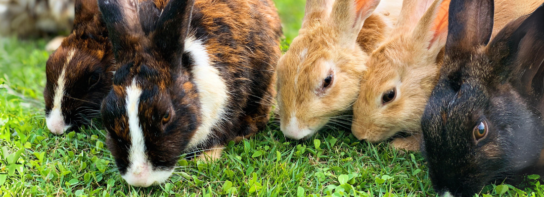 Viele Kaninchen auf einer grünen Wiese