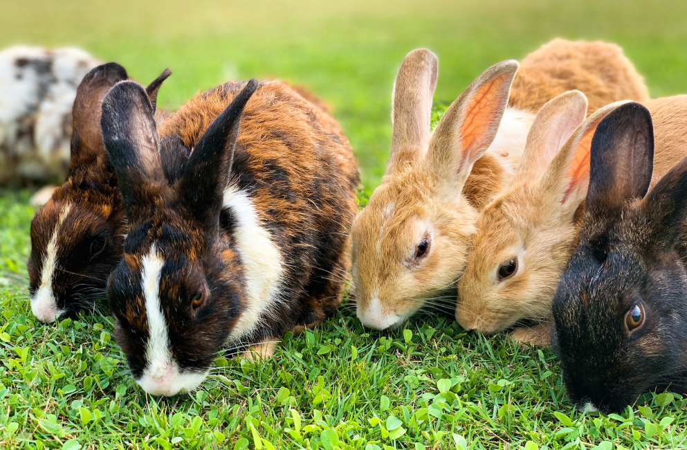 Viele Kaninchen auf einer Wiese